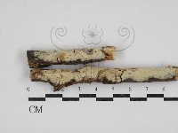 登錄號:F0030837藏品圖，第1張