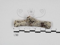 絲齒菌屬藏品圖，第1張