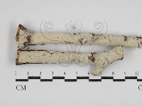 剛毛絲皮菌藏品圖，第1張