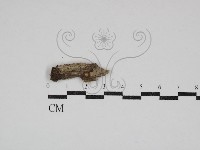 登錄號:F0030848藏品圖，第1張