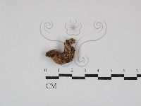 登錄號:F0030851藏品圖，第1張