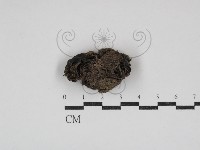 登錄號:F0030852藏品圖，第1張