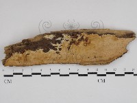 骨皮菌屬藏品圖，第1張