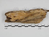 骨皮菌屬藏品圖，第1張