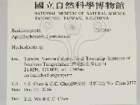 絲齒菌屬藏品圖，第2張