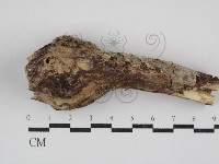 絲齒菌屬藏品圖，第1張