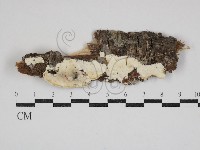 骨皮菌屬藏品圖，第1張
