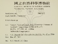 刺皮菌屬藏品圖，第2張