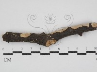 刺皮菌屬藏品圖，第3張