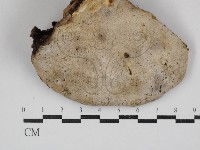 登錄號:F0030874藏品圖，第1張