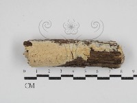 登錄號:F0030877藏品圖，第1張
