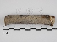 刺皮菌屬藏品圖，第1張