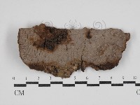 刺革菌屬藏品圖，第1張