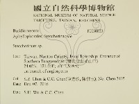 齒耳菌屬藏品圖，第2張