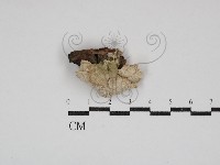 登錄號:F0030885藏品圖，第1張