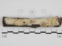 登錄號:F0030886藏品圖，第1張