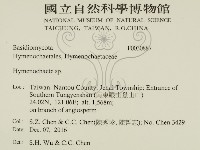 刺革菌屬藏品圖，第2張