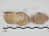 登錄號:F0030888藏品圖，第1張