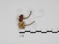 登錄號:F0030894藏品圖，第1張