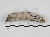 冇骨消絲齒菌藏品圖，第1張