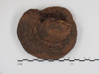 靈芝屬藏品圖，第3張