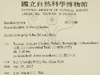 毛木耳藏品圖，第2張