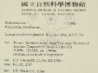 白邊黃孔菌藏品圖，第2張