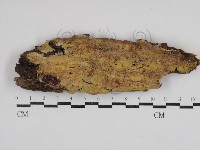 白邊黃孔菌藏品圖，第1張