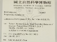 白邊黃孔菌藏品圖，第2張