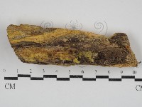 白邊黃孔菌藏品圖，第1張