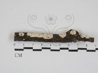 登錄號:F0030907藏品圖，第3張