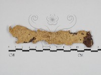 登錄號:F0030909藏品圖，第1張