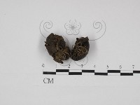 登錄號:F0030932藏品圖，第1張