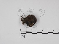 登錄號:F0030933藏品圖，第1張