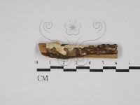 齒耳菌屬藏品圖，第1張