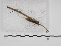 登錄號:F0030943藏品圖，第1張