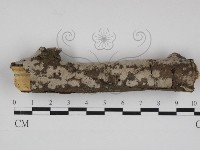 絲皮菌屬藏品圖，第1張