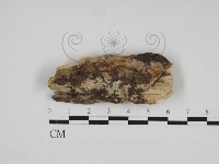 登錄號:F0030952藏品圖，第1張