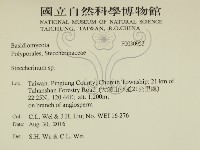 齒耳菌屬藏品圖，第2張