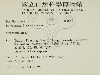 齒耳菌屬藏品圖，第2張