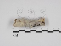 齒耳菌屬藏品圖，第1張