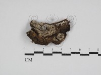 絲皮菌屬藏品圖，第1張