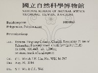 多年臥孔菌屬藏品圖，第2張