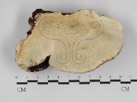 多年臥孔菌屬藏品圖，第1張