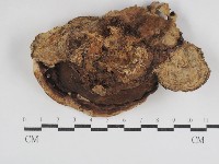 多年臥孔菌屬藏品圖，第3張