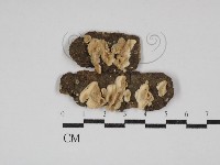 齒耳菌屬藏品圖，第1張