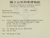 硬孔菌屬藏品圖，第2張