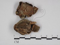 登錄號:F0030966藏品圖，第1張