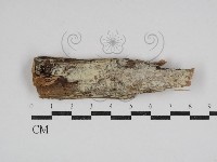 登錄號:F0030971藏品圖，第1張