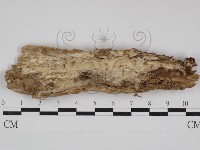 登錄號:F0030972藏品圖，第1張